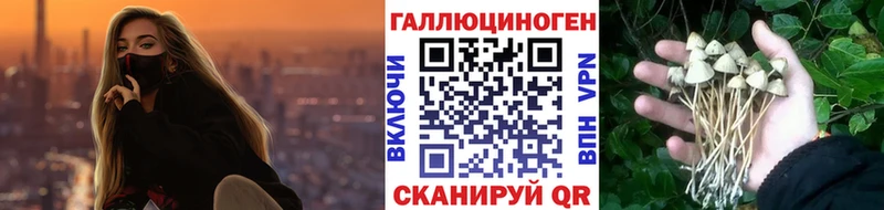 Купить закладки  Мамадыш  Псилоцибиновые грибы GOLDEN TEACHER 